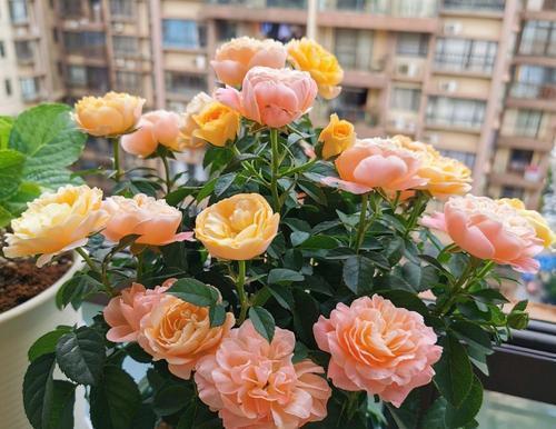 海神王|这些月季专为阳台而生,分枝多开花旺抗病性强,好养好看适合新手