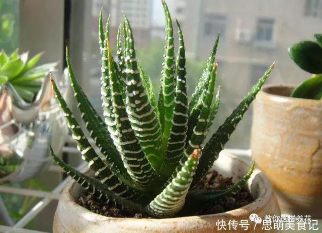 这些花千万别乱晒太阳,晒一盆死一盆