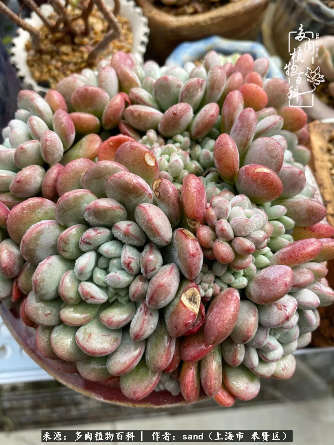 带着200多盆多肉,三个月搬两次家,是一种怎样的体验