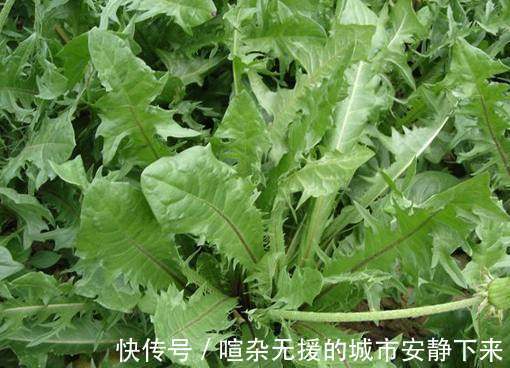 蒲公英|俗话说,养肝就是保命!3种野菜,养肝护肝,肝脏舒服,人显年轻