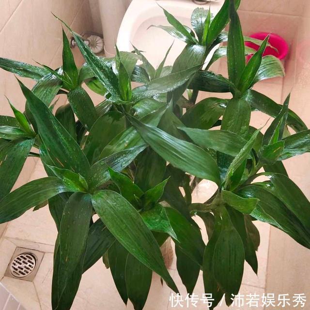 富贵竹|旺财旺运的5种盆栽,好看好养,放家里一盆不吃亏