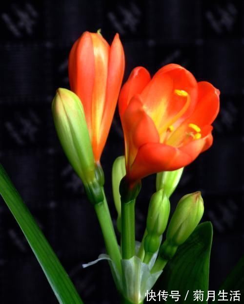 君子兰长得慢，一年也见不到2片新叶，用个技巧长得飞快，亮又大