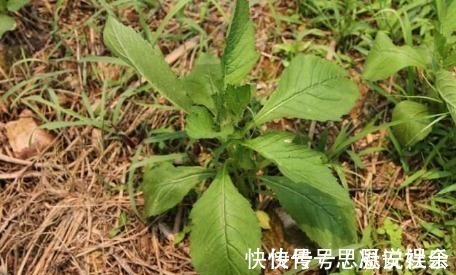 野菜|农村一种常见野菜,农民总认为它是茼蒿,其实比茼蒿更为营养