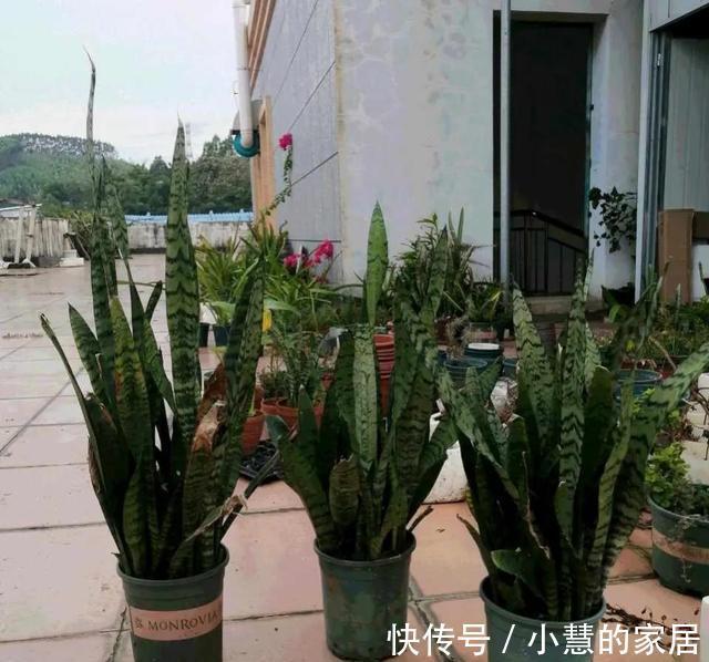 秋天养虎皮兰,必做四件事,少做一个可能会影响生长