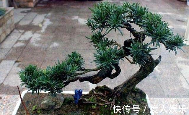 罗汉松不发新芽两种“情况”,两种解决办法,恢复快,长满芽!