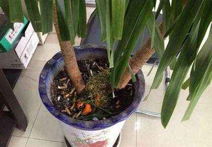 喝剩的茶叶渣,简单一处理就能养花,繁花似锦猛窜芽!