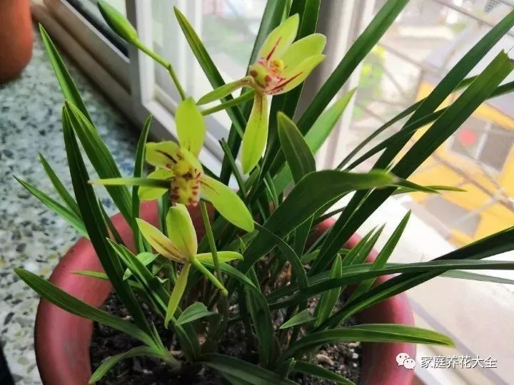 养兰花，稳抓3个“爆盆点”，新芽猛蹿，开花一片！