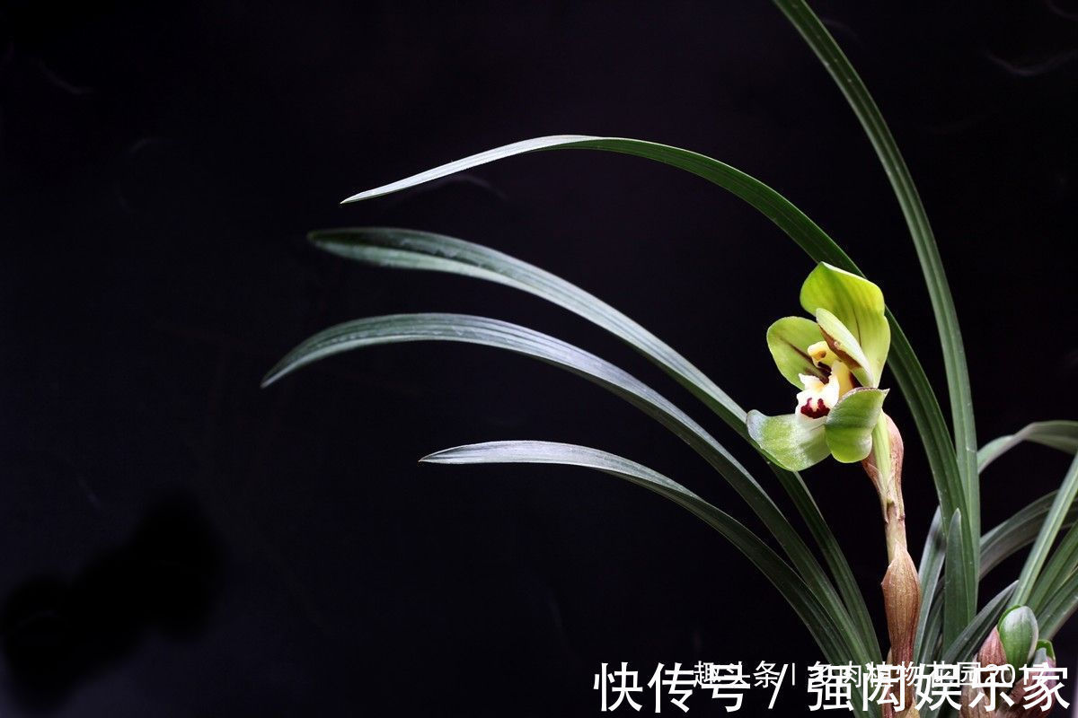 秋天养兰别大意,“秋老虎”也会带走你的花