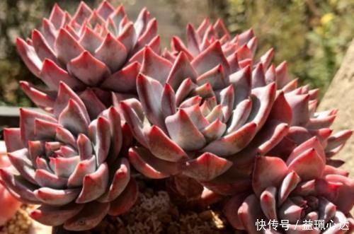 雪兔|多肉粉蓝鸟和雪兔都非常的好养,那么哪个品种更适合阳台养护呢?