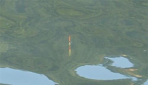 低目|钓鱼技巧:鲫鱼离底钓行程,解析钓行程要点,黑坑野钓都能用得上