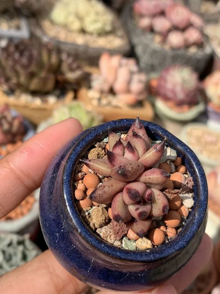 半年时间，多肉从3盆发展到600盆，入坑切莫太心急！