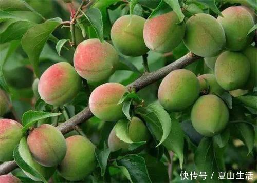 白发|女生不想黄脸婆,常吃3种食物,没白发抗衰老,50岁不显老