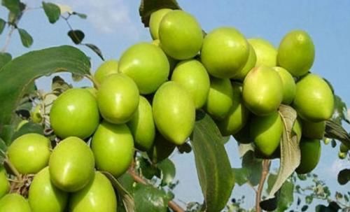 食物|秋季来了聪明女性都在吃三种食物，美容养颜，增强体质，早吃早好