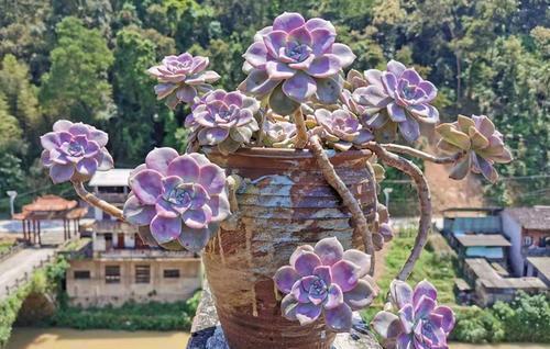 普货多肉|养多肉紫乐，了解掌握3个要点，上色美爆头快，长成漂亮老桩！