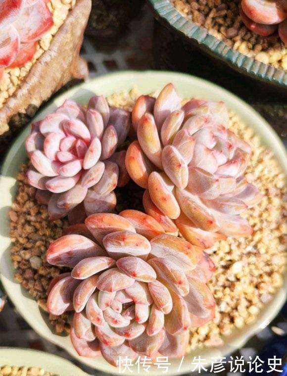 多肉换个名字,价格翻了3倍,2种人最容易吃大亏,学着机灵点