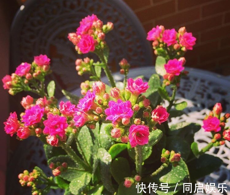 长寿花“开败了”,花期没结束,剪几刀、加点“肥”,30天又开