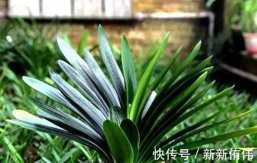 家中有3种花卉盆栽，趁早搬到阳台上晒一晒，枝叶越长越旺盛