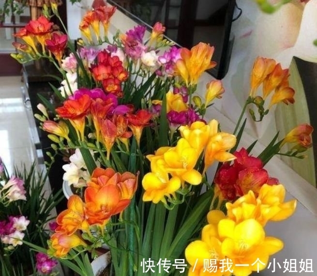 阳台养上几种花，四季有花开，花香四溢飘满屋，美