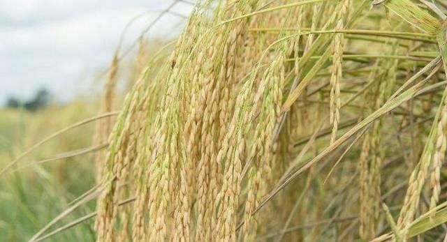 晾晒|自家晾晒的稻谷被偷，兄弟晚上蹲守，发现偷的人傻住