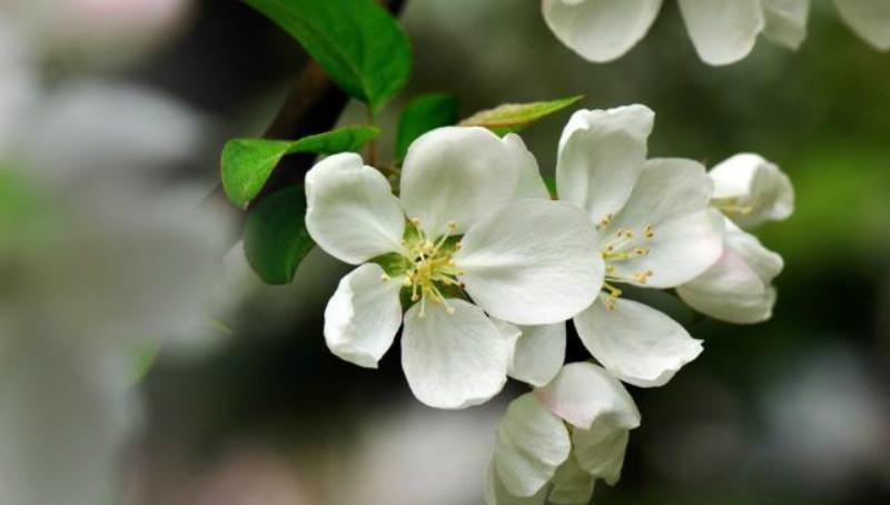 写得|秦观很有韵味的一首诗,苏轼读了都为之倾倒,不失为难得的佳作!