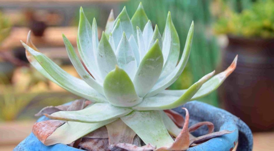 养护|养多肉,不是任何时候都该控水!