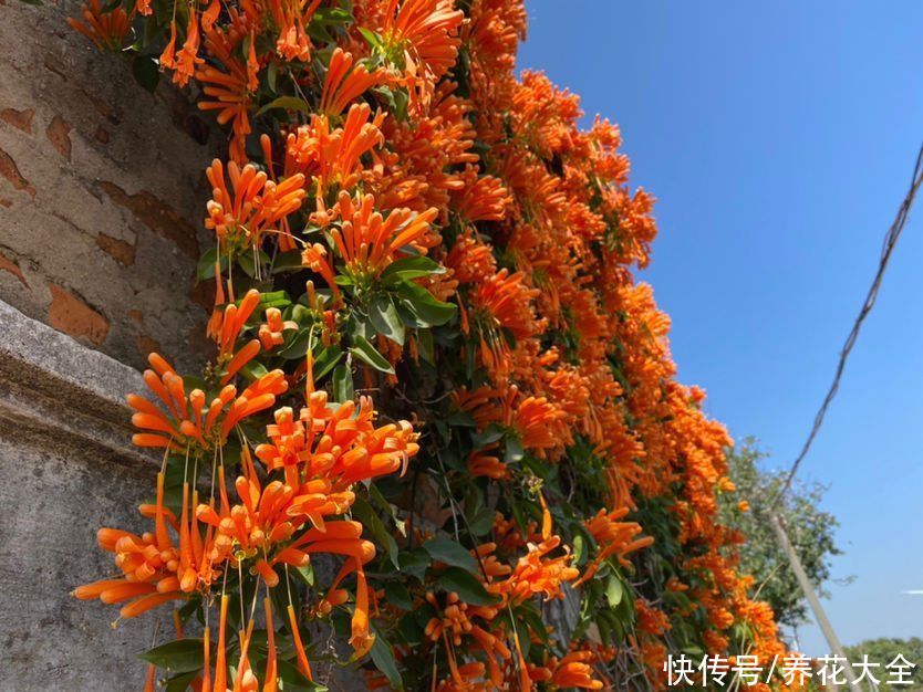 院子|农家小院种点花，档次立马上去，满院子都是花