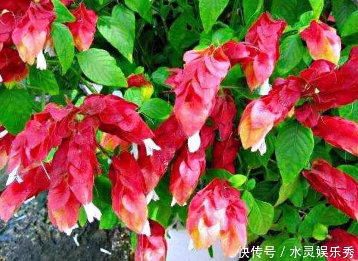 花色|养花就养4种花,好养易活花量大,个个都是高颜值,越养越喜欢!