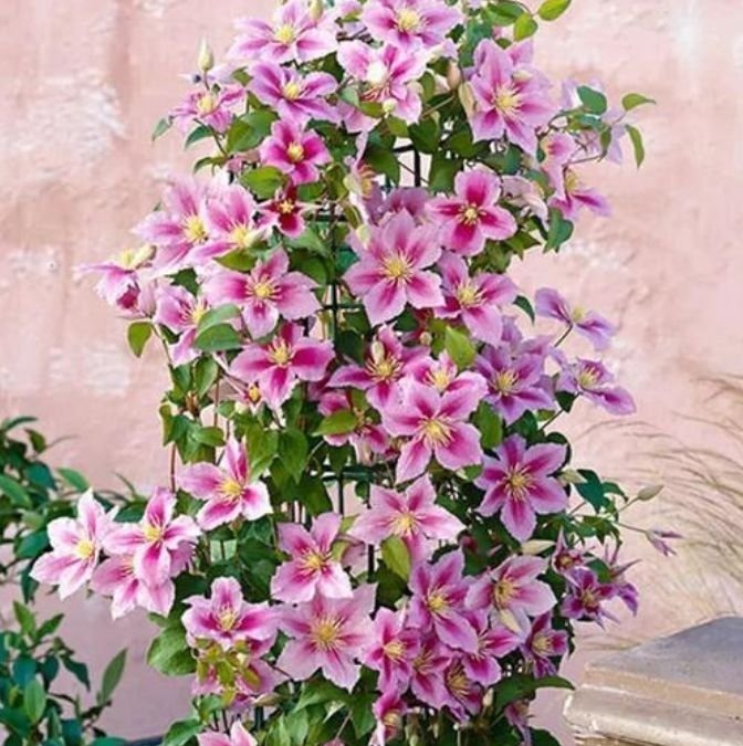 家中必养5种花,好养漂亮花期长,1个月不浇水,长得枝繁叶茂