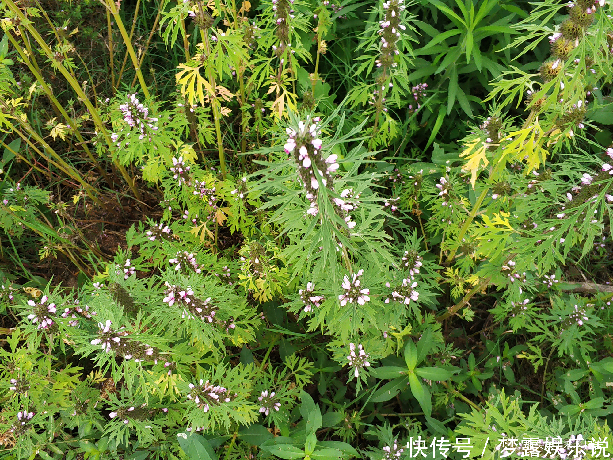 益母草膏|田边常见的野草，长得像艾草，见到可别错过，煲汤对女性有好处