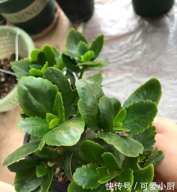 长寿花扦插,一不小心阳台就满了,插在土里就能活,全都送邻居了