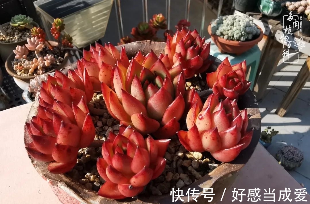 治愈之“肉”:愿所有的养肉人都被这些“胖子们”治愈