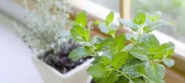 养花是一门学问跟着学3个妙招，花草分分钟爆满盆