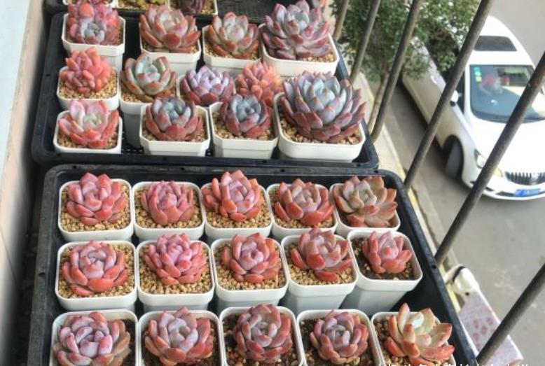 夏季|多肉橙梦露非常漂亮，且越“虐”越美，那么夏季还可以购买吗？