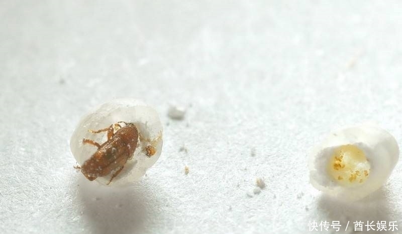 米放久了会有虫子,那这些虫子都是哪里来的呢