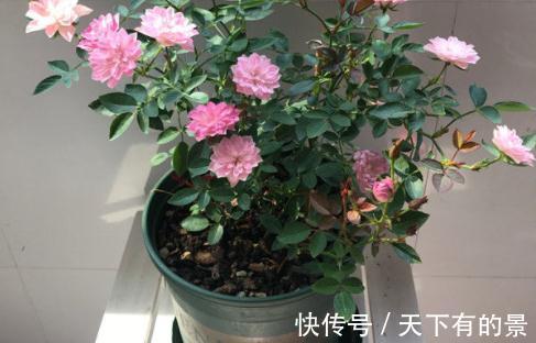 此花号称“开花机器”,居家盆栽牢记4点,开花繁殖能力特强