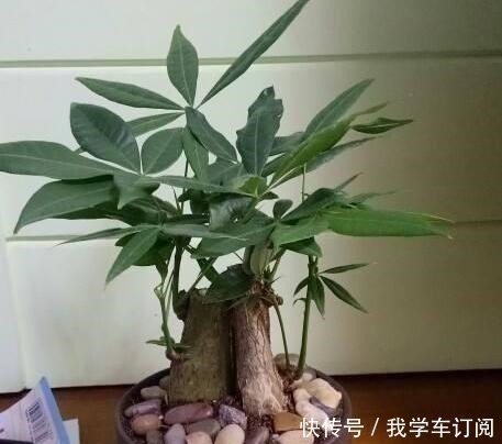 花切|养花时注意,这4种花切不可用大花盆,越小越好,长得旺盛有气质!