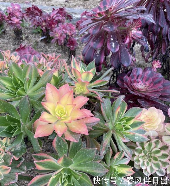 白露过后,气温开始下降,法师进入生长期,多浇水,冠幅更美