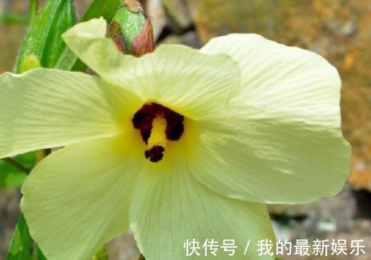 减肥|冬天养生正当时,3种食物要常吃,减肥瘦身,不妨一试