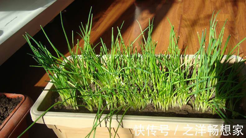 阳台小葱，又细又黄教你一招，根根粗壮，一抓一把吃不完！