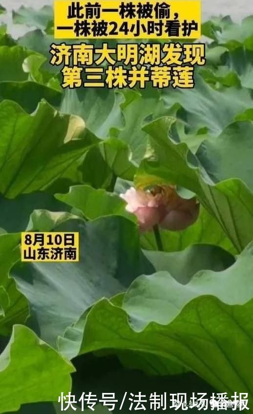 保安|“连体”莲蓬再现!已派保安24小时值守!大明湖现第三株并蒂莲?