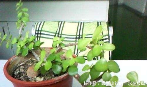 金枝玉叶长的“狂魔乱舞”,剪几刀,秒变“悬崖桩”,烂根也不怕!