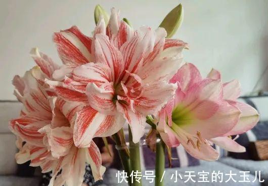 记录一下我养过的花，1000多盆都有啥