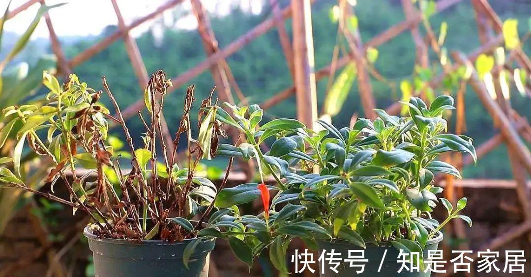 盆栽|养花小技巧：学会这5招，轻松解决盆栽虫害问题