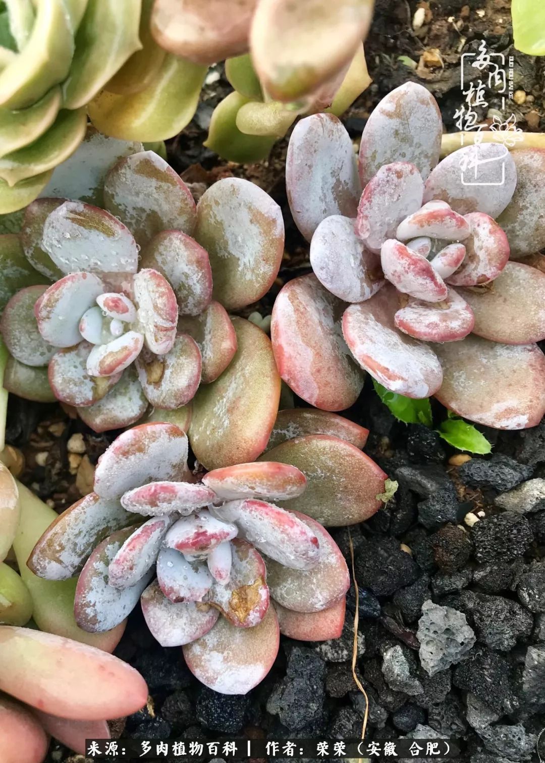 金秋时节,变化带来的惊喜不正是养肉的乐趣所在么!