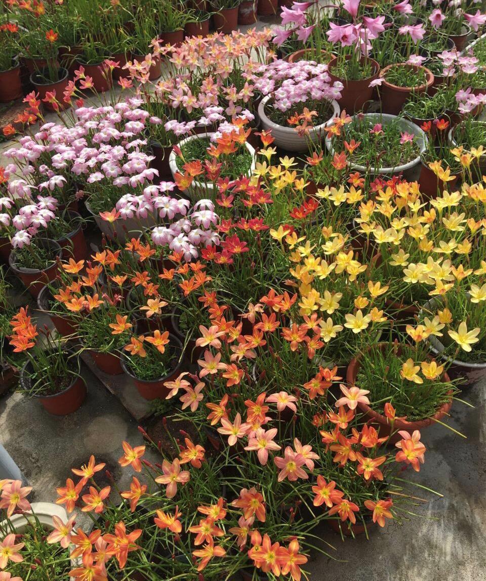 开成“红毯”的4种花,撒把种子开花十几年,邻居见了都眼馋