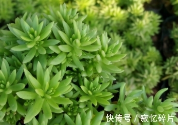 北斗七星|它的叶子像狗的牙齿,花枝似北斗七星,请重视