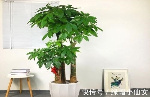 5种花要穷养,种在小盆里,浇水懒一些,越长越喜人!