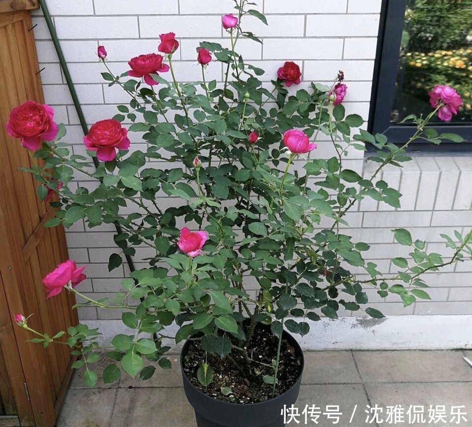 有机肥|月季花苞越来越小趁着天热“剪几刀”,再次开花又大又密