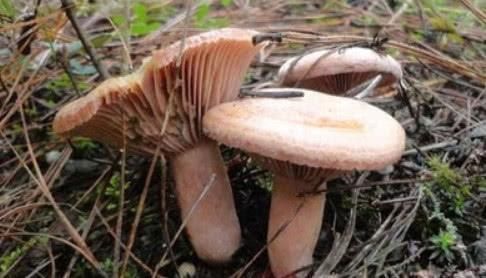 减肥|腹部赘肉一圈圈,平时多吃这4种“刮油菜”,排油脂促减肥