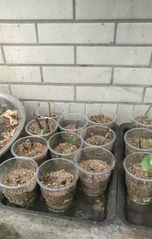 扦插不长根5种生根水里泡一泡，10天长出大白根，蹭蹭长！